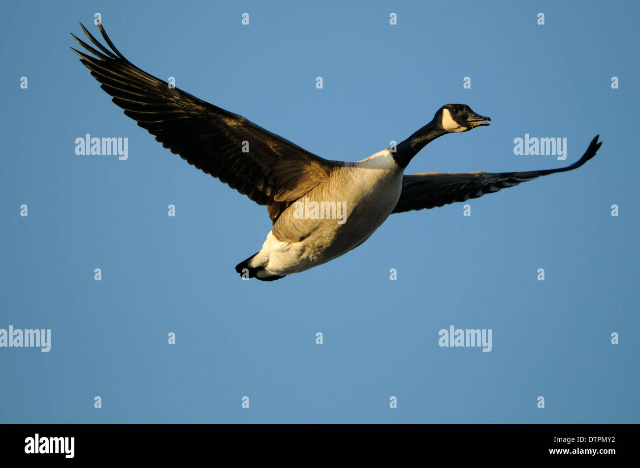 Canada Goose, North Rhine-Westphalia, Germany / (Branta canadensis) Stock Photo