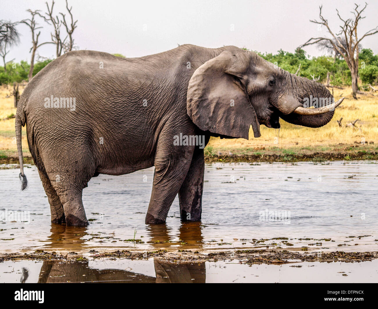 Elephant drinking at a waterhole Stock Photo