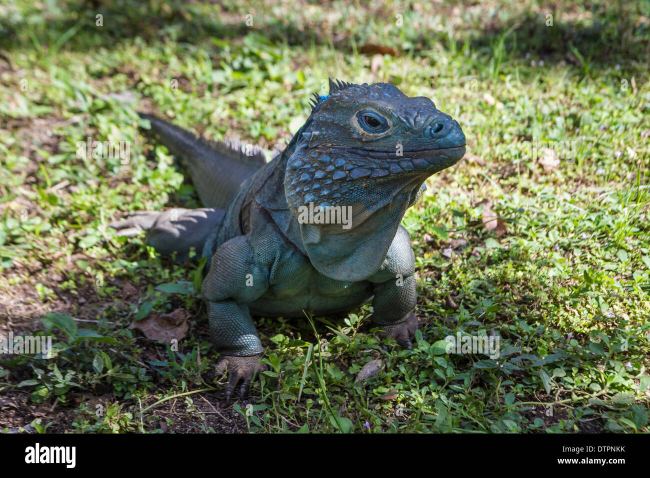 An endangered male blue iguana in the shade on the grass at Queen Elizabeth II Botanic Park on Grand Cayman, Cayman Islands Stock Photo