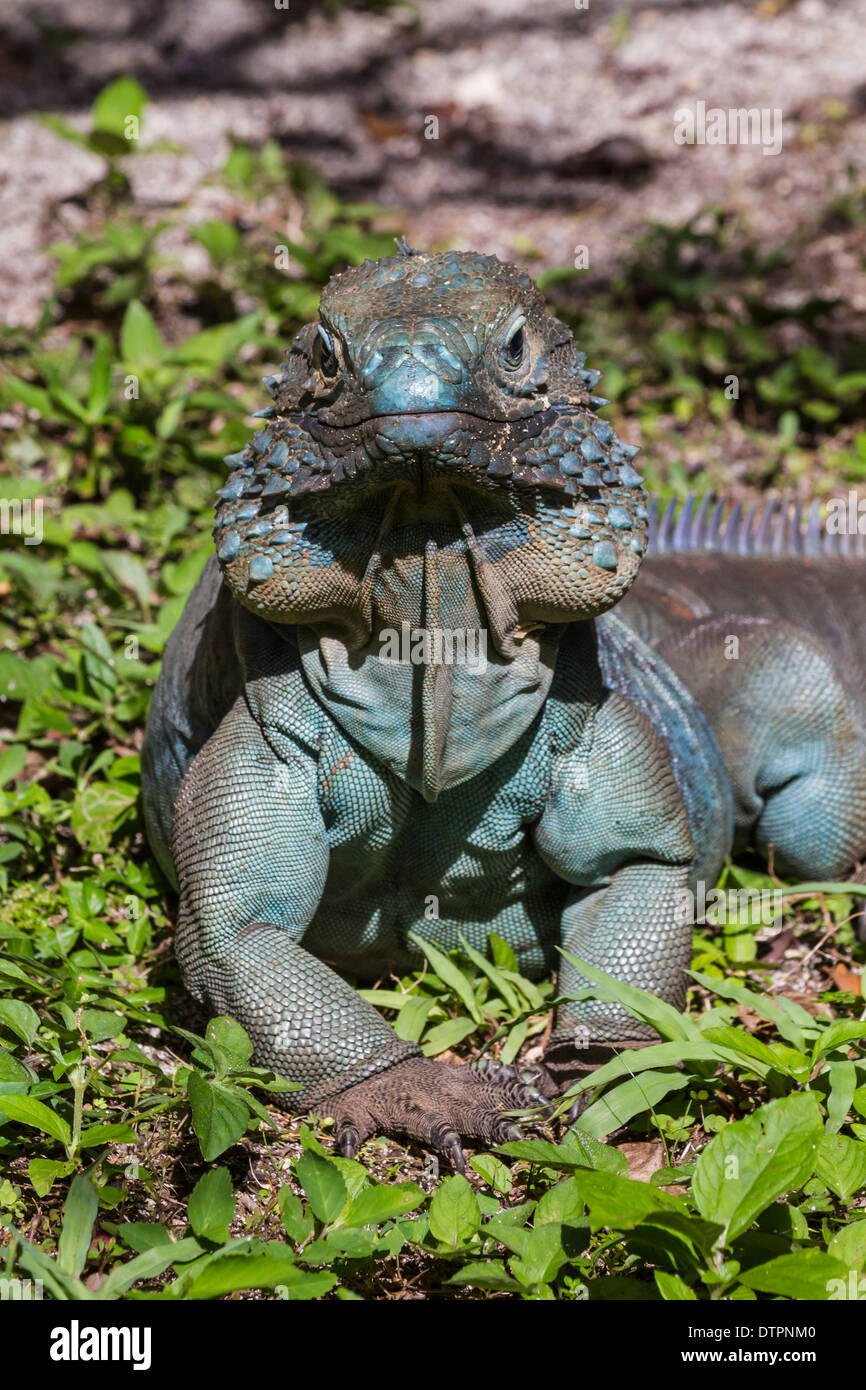 An endangered male blue iguana islands proudly in the sun in Queen Elizabeth II Botanic Park on Grand Cayman, Cayman Islands Stock Photo