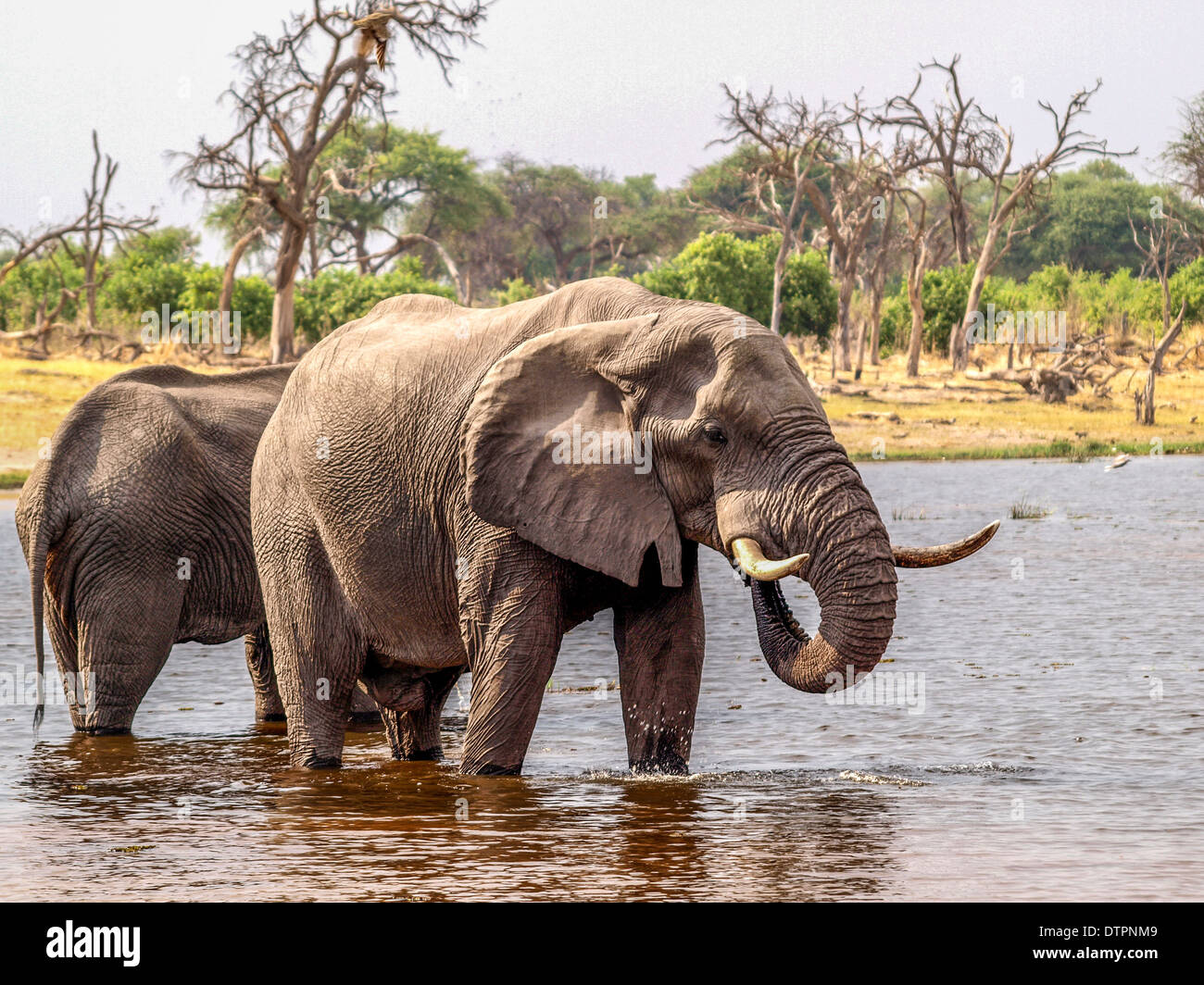 Group of elephants drinking water at a waterhole Stock Photo