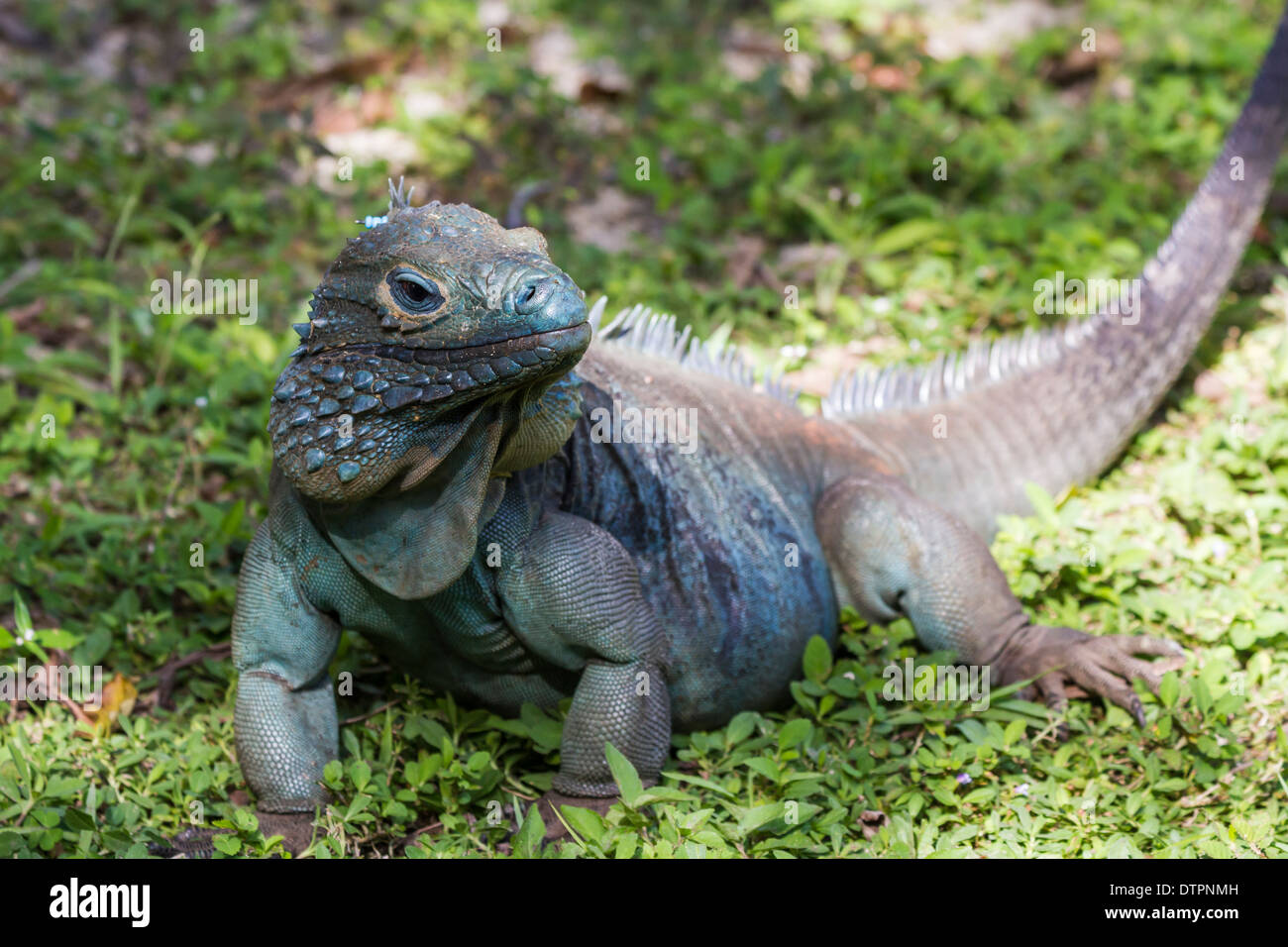 An endangered male blue iguana in the grass at Queen Elizabeth II Botanic Park on Grand Cayman, Cayman Islands Stock Photo