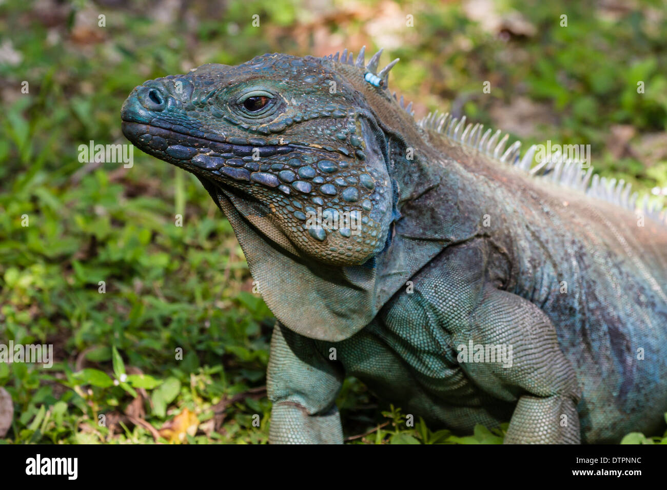 Close-up of a blue and turquoise endangered male blue iguana in Queen Elizabeth II Botanic Park on Grand Cayman, Cayman Islands Stock Photo