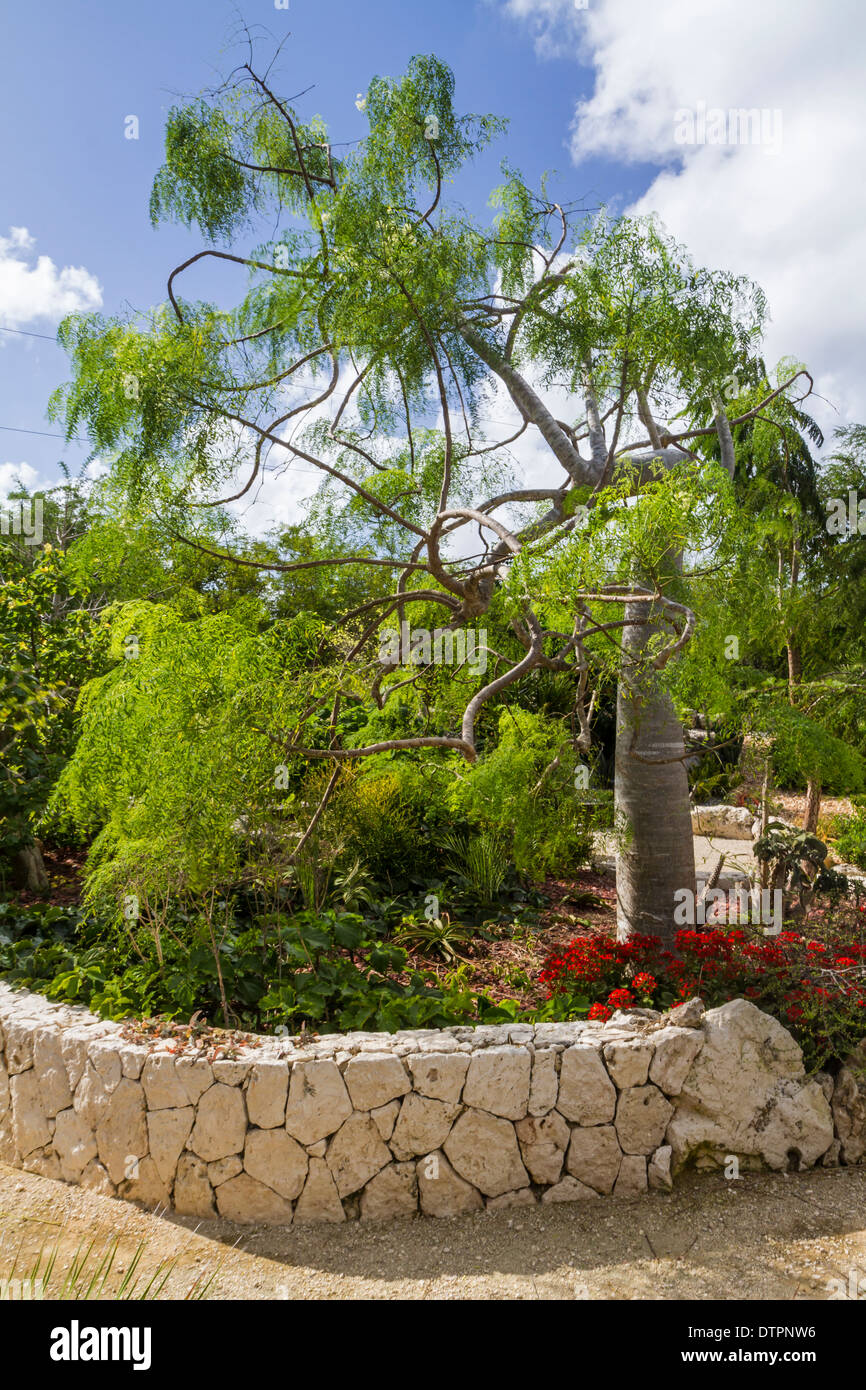 A twisty-curvy Flour-Sack Tree (or Bottle Tree) in Queen Elizabeth II Botanic Park on Grand Cayman, Cayman Islands Stock Photo