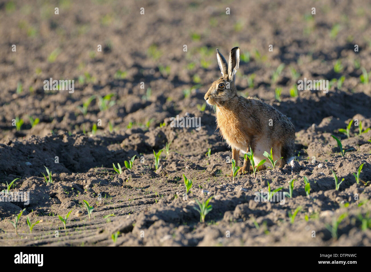 Brown hare, Dingdener Heide, Germany / (Lepus europaeus) Stock Photo