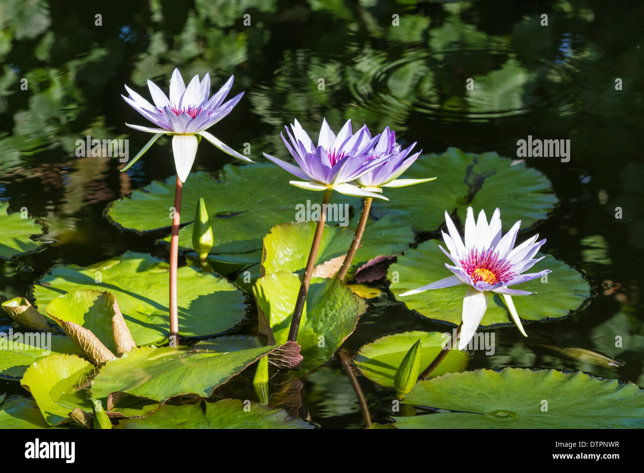 Four Water Lilies in a pond in Queen Elizabeth II Botanic Park on Grand Cayman, Cayman Islands Stock Photo