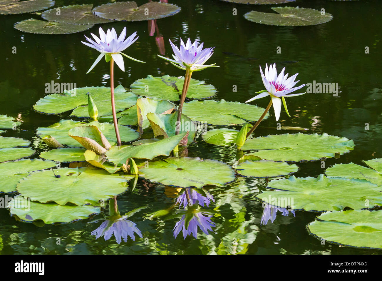 Four Water Lilies in a pond in Queen Elizabeth II Botanic Park on Grand Cayman, Cayman Islands Stock Photo