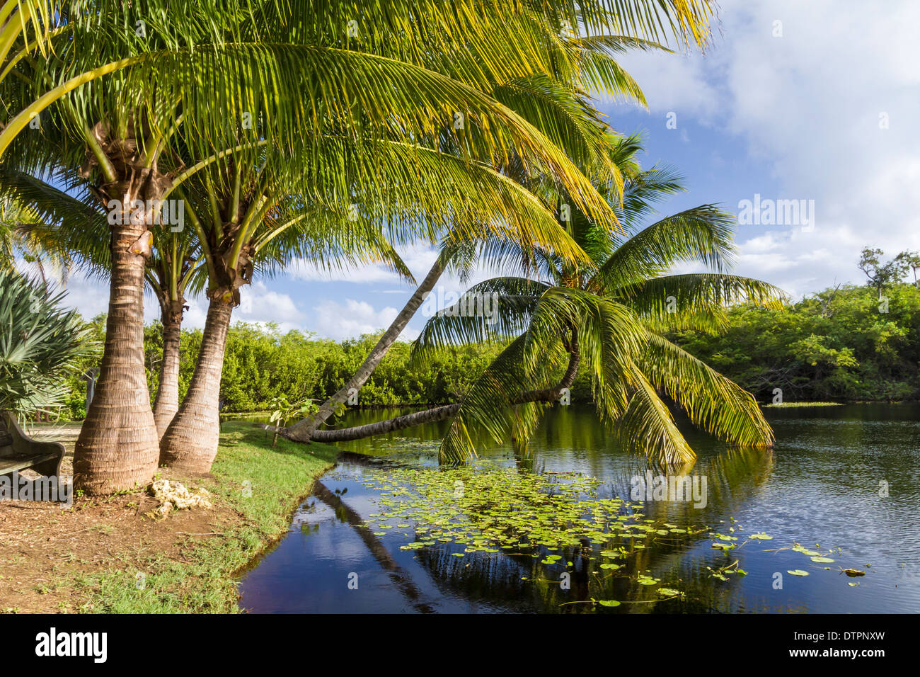Palm trees beside a pond a pond in Queen Elizabeth II Botanic Park on Grand Cayman, Cayman Islands Stock Photo
