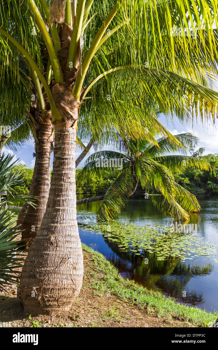 Majestic palm trees beside a pond a pond in Queen Elizabeth II Botanic Park on Grand Cayman, Cayman Islands Stock Photo