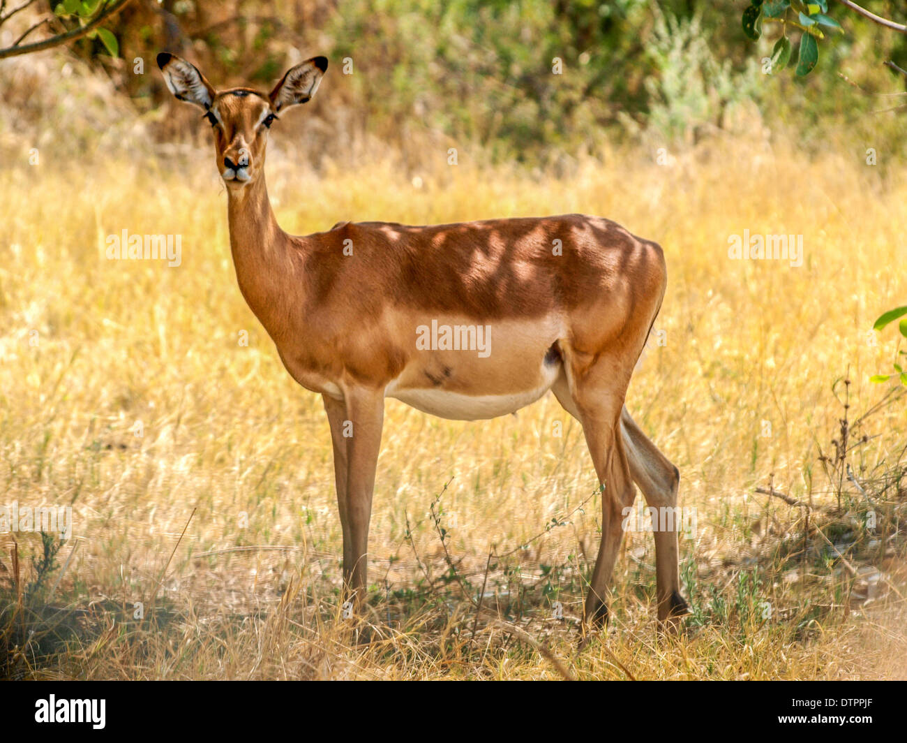 Impala looking hi-res stock photography and images - Alamy