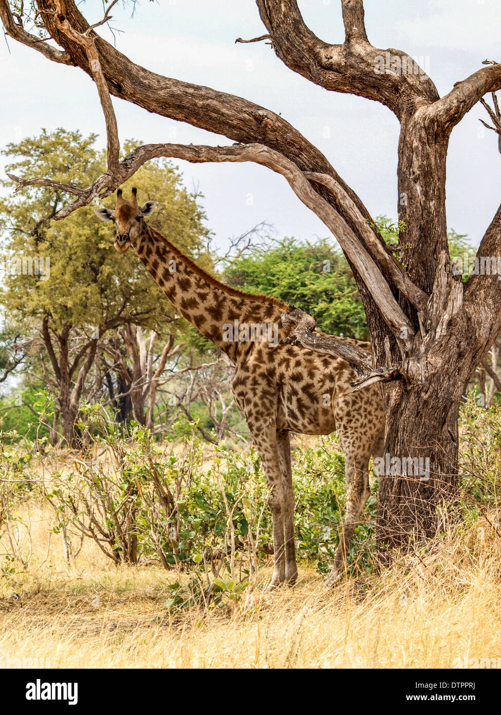 Giraffe under a tree looking at camera Stock Photo