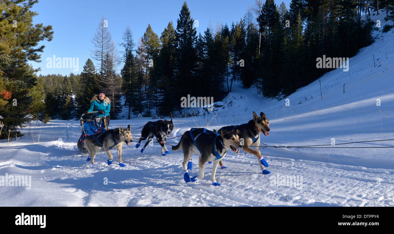 Musher and dog team racing in the Eagle Cap Extreme dog sled race in Oregon's Wallowa Mountains. Stock Photo