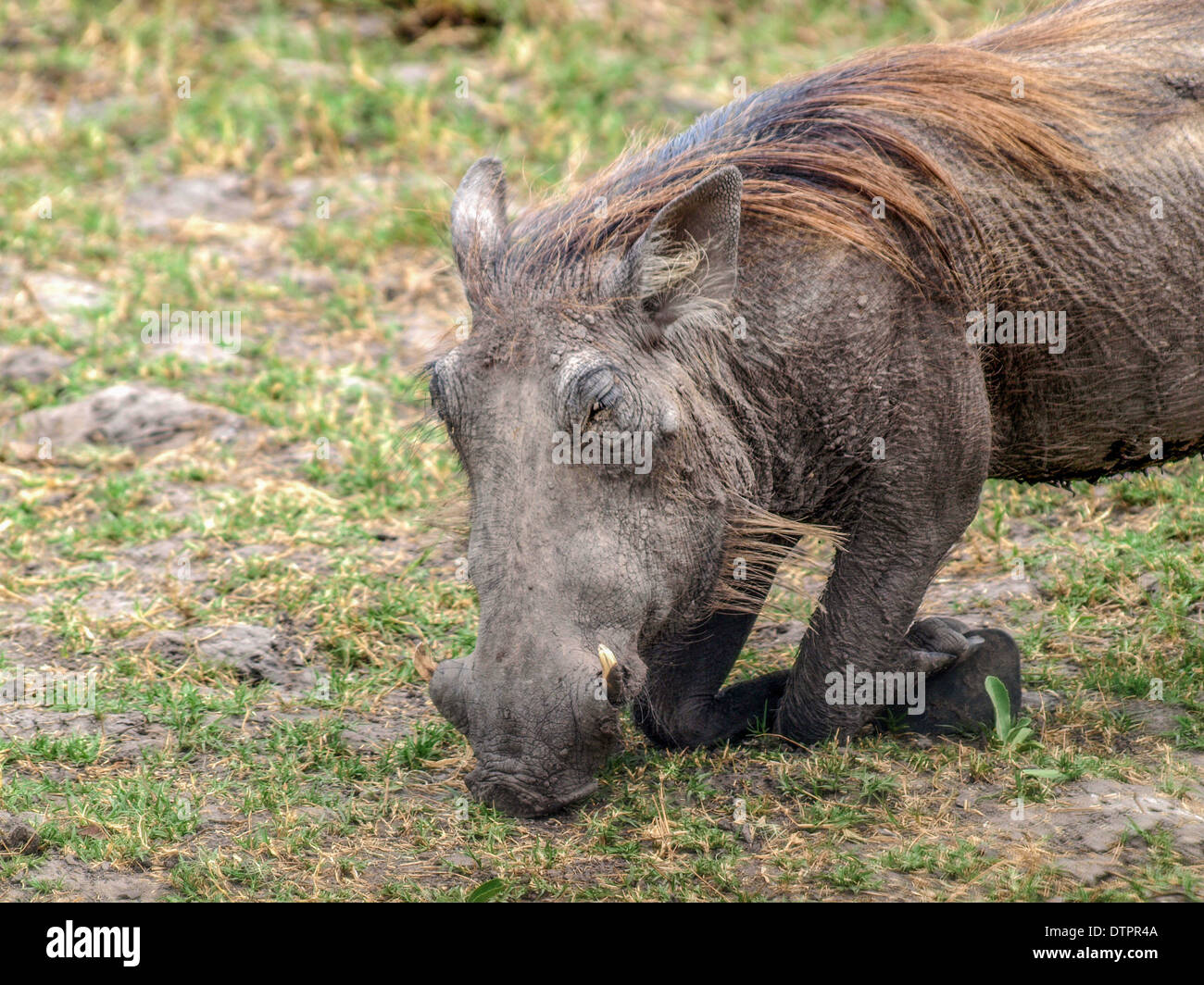 Warthog eating head closeup Stock Photo