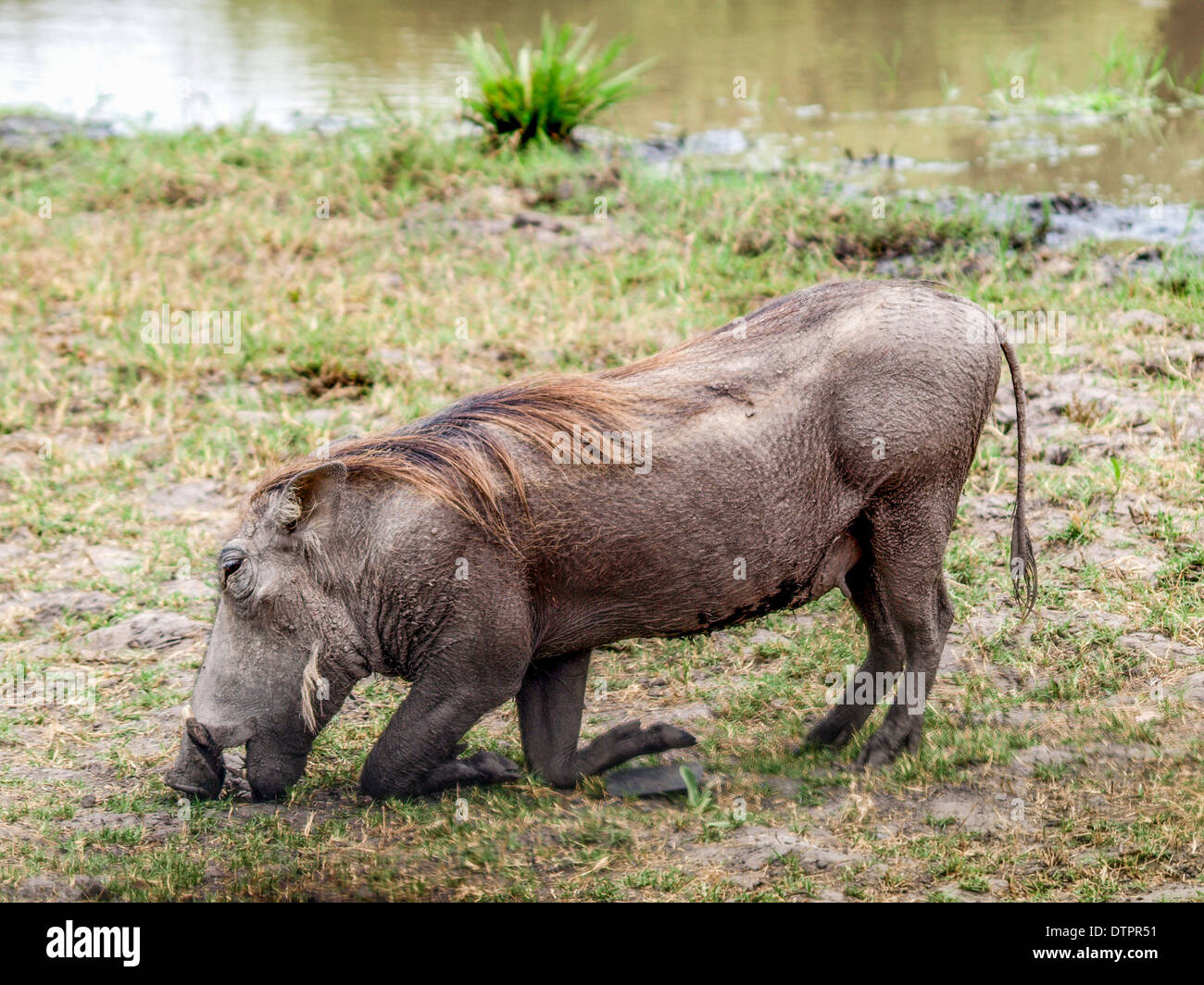 Warthog eating Stock Photo