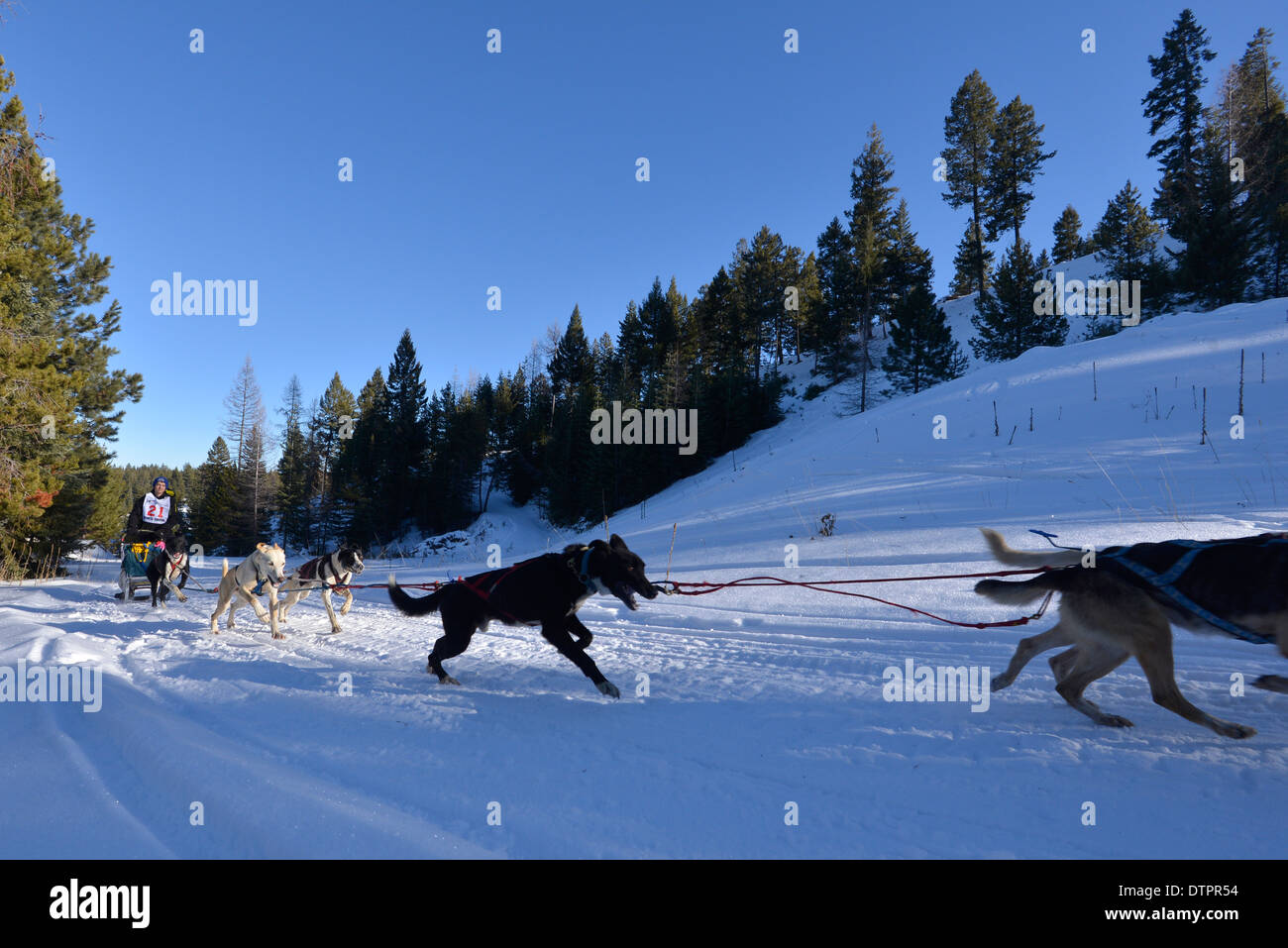 Musher and dog team racing in the Eagle Cap Extreme dog sled race in  Oregon's Wallowa Mountains Stock Photo - Alamy