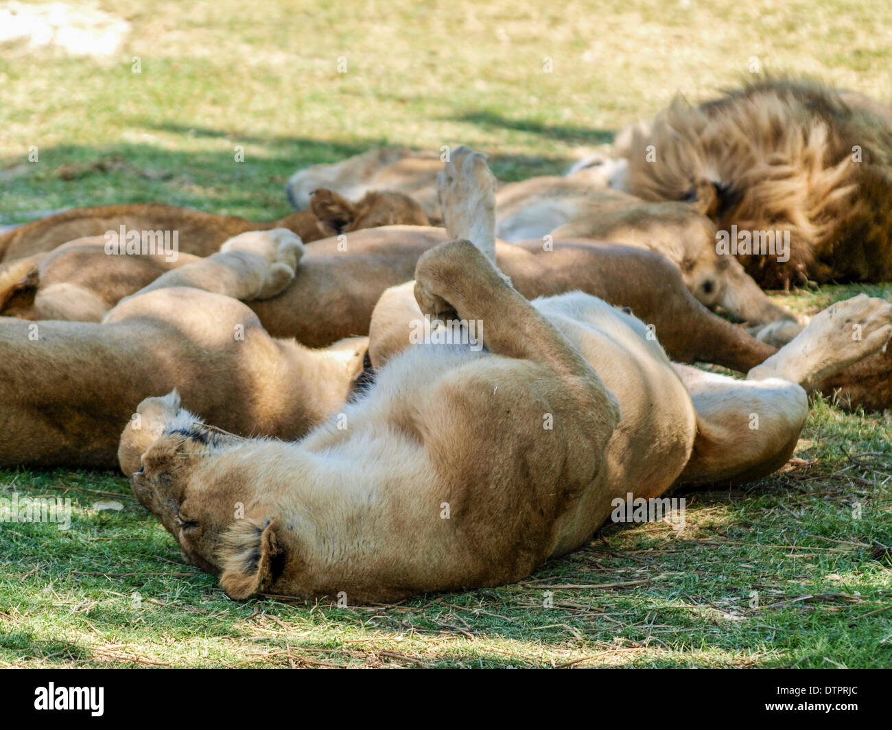 Lion rolling on the grass in his sleep Stock Photo