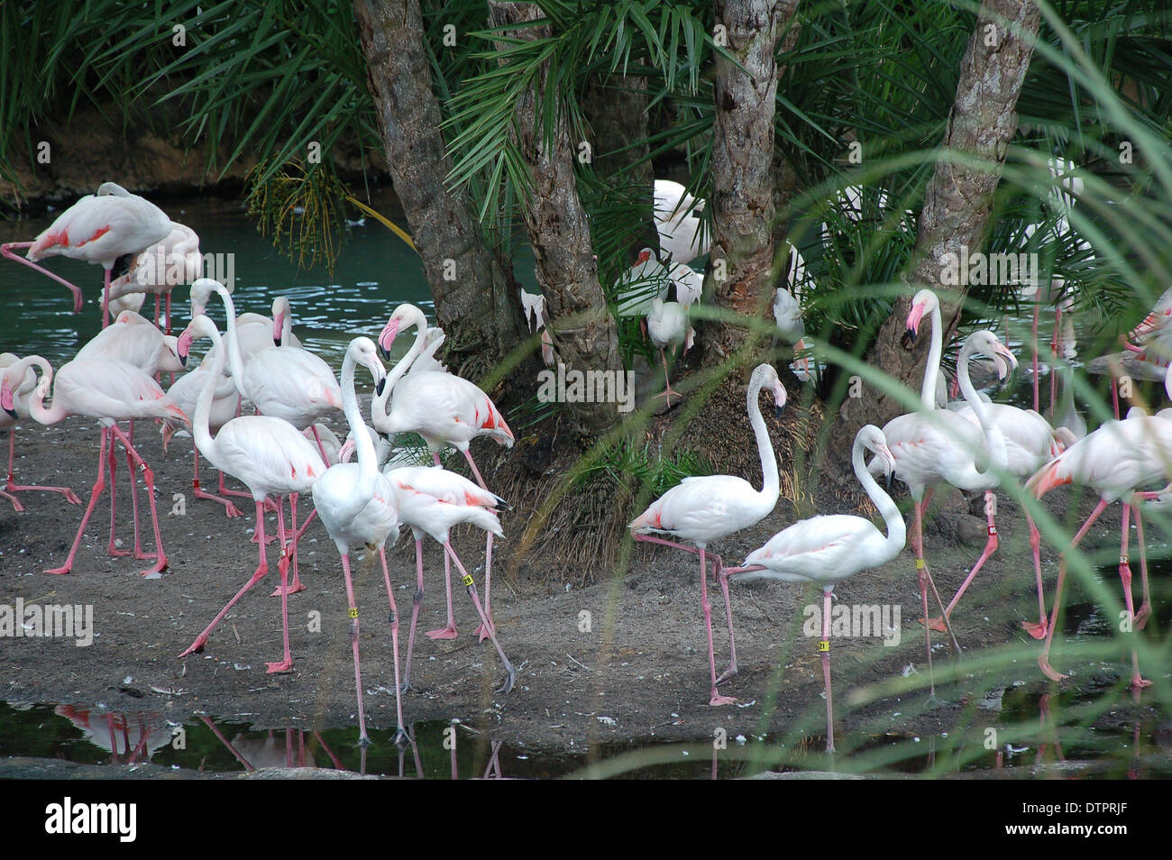 Flamingos in Animal Kingdom theme Pk at Walt Disney, Orlando, Florida