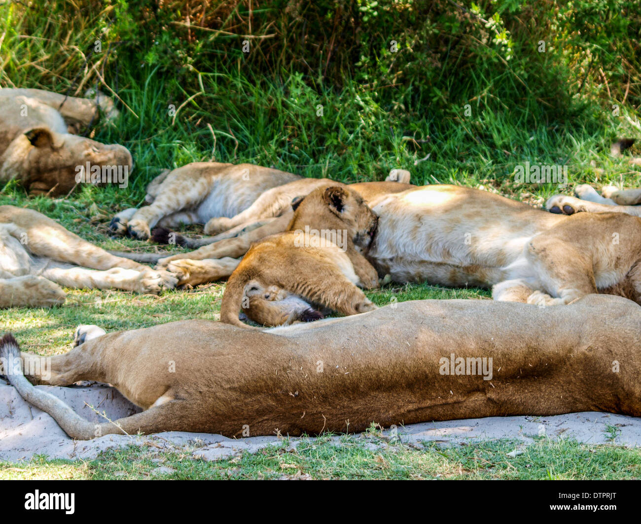 Baby lion nursing on the mother Stock Photo
