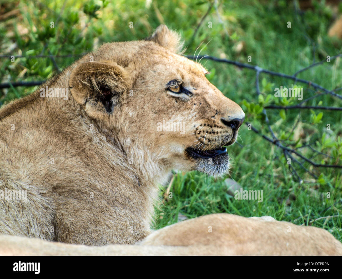 Lion head profile Stock Photo Alamy
