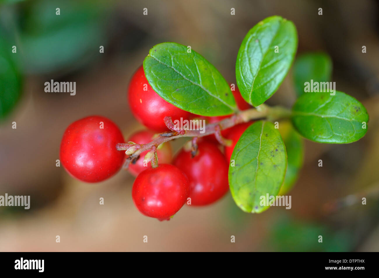 Lingonberry, nature reserve Lienzinger Moos, Bavaria, Germany / (Vaccinium vitis-idaea) Stock Photo