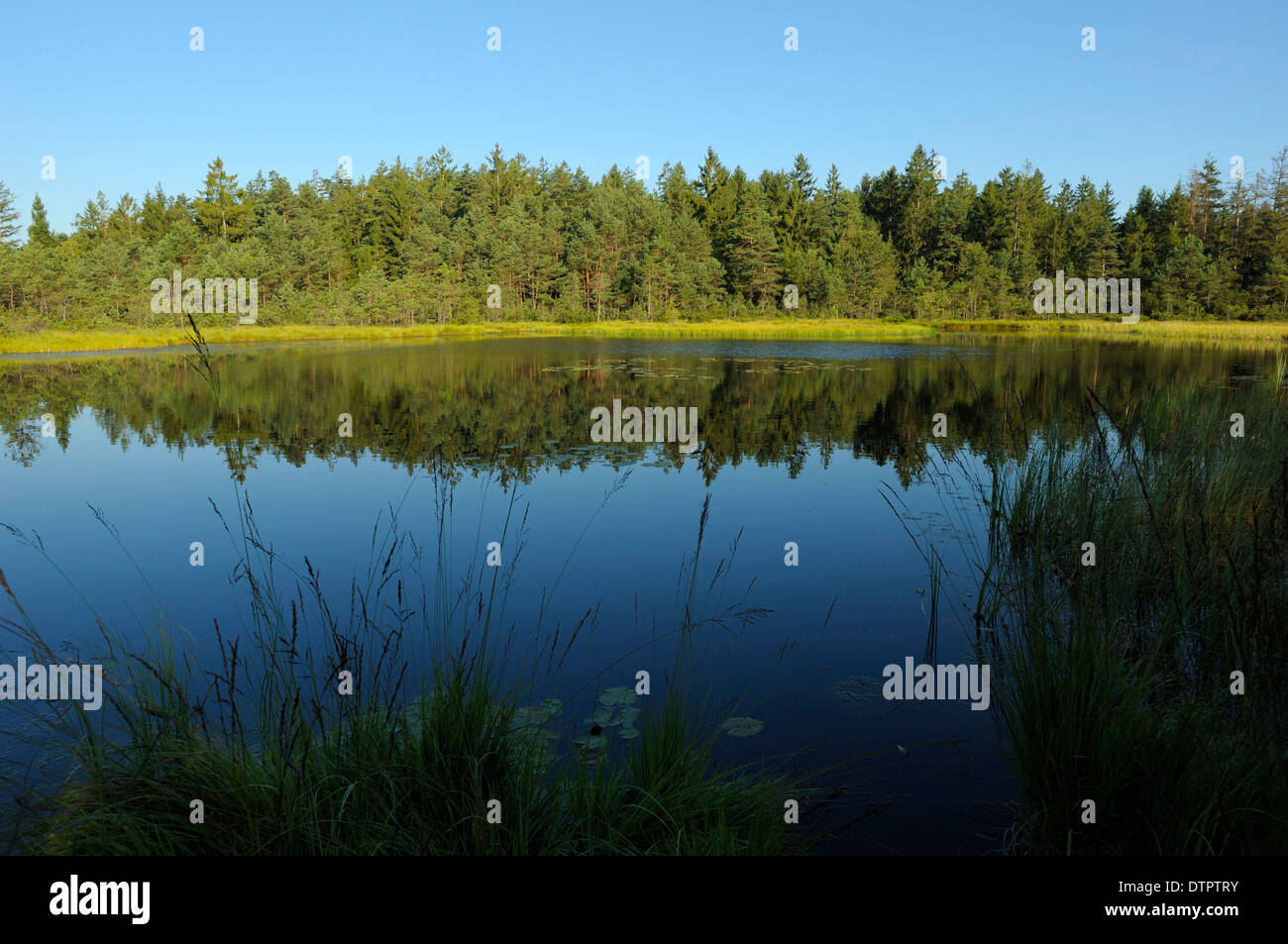 Pond in bog, nature reserve Lienzinger Moos, Eggstaett, Bavaria, Germany / Grundloser See Stock Photo