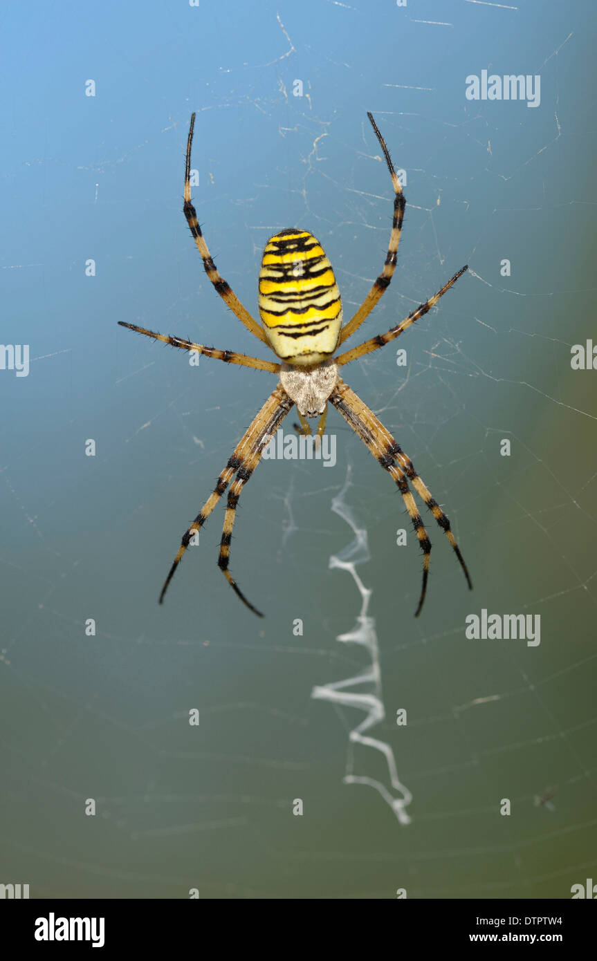 Wasp Spider, Eggstaett, Bavaria, Germany / (Argiope bruennichi) Stock Photo