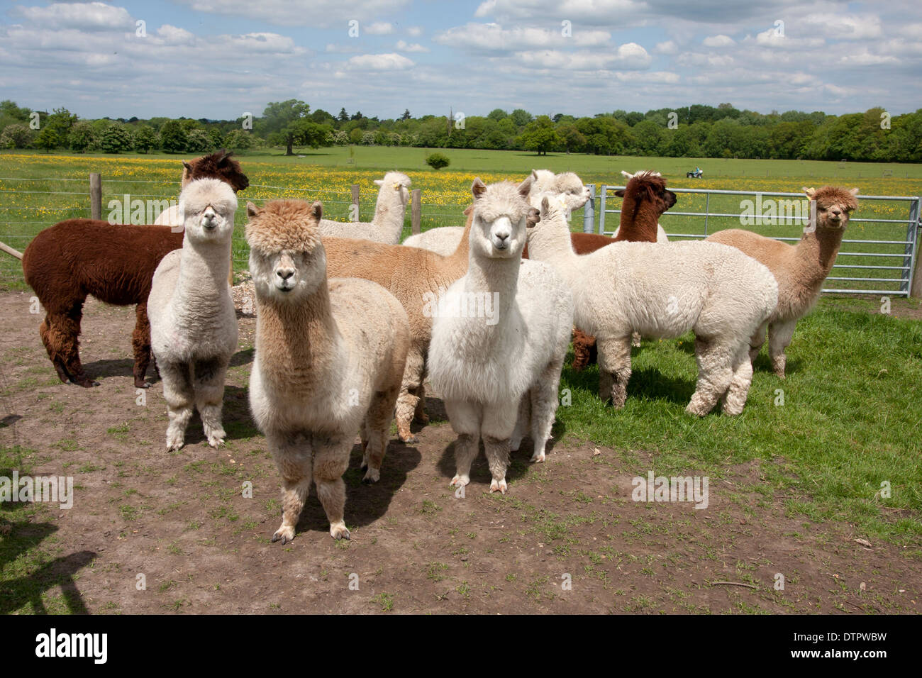 alpacas (Vicugna pacos), England Stock Photo
