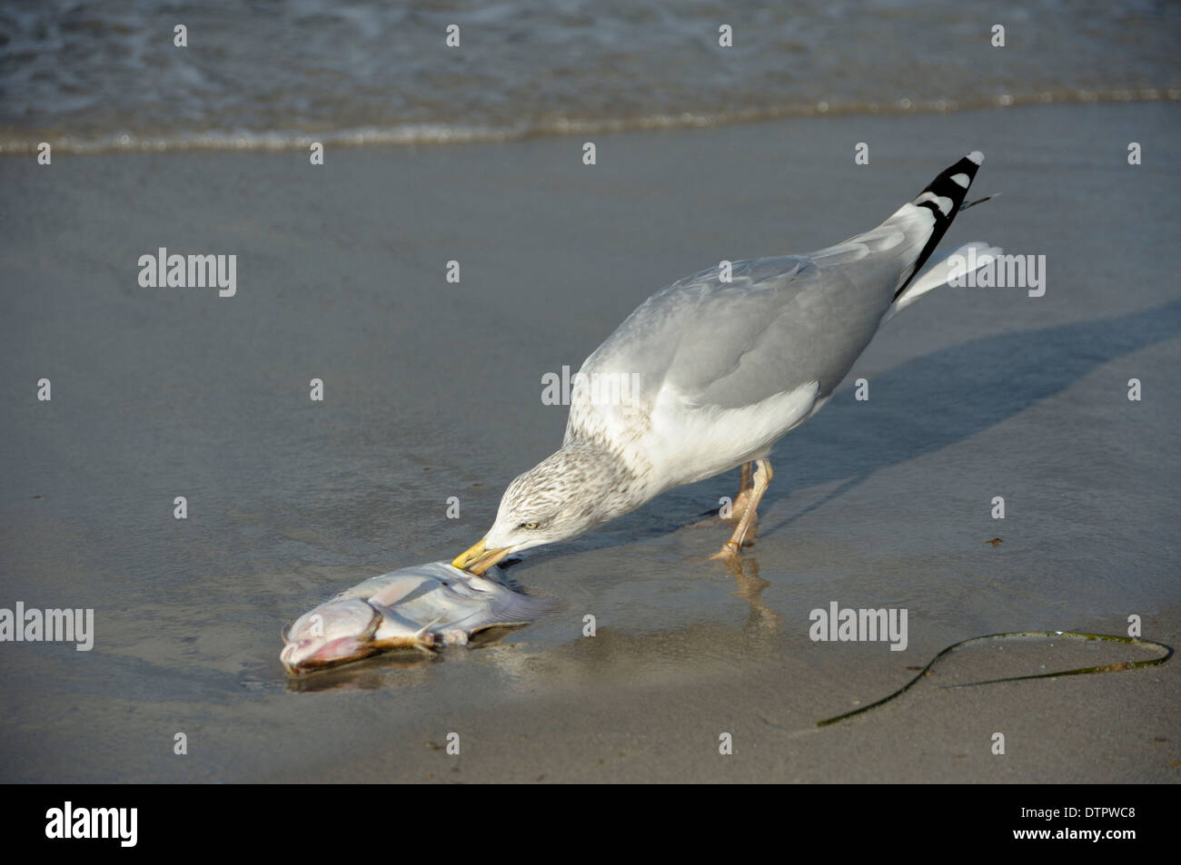 Herring Gull with fish Zingst national park Vorpommersche Boddenlandschaft Mecklenburg-Western Pomerania Germany / (Larus Stock Photo