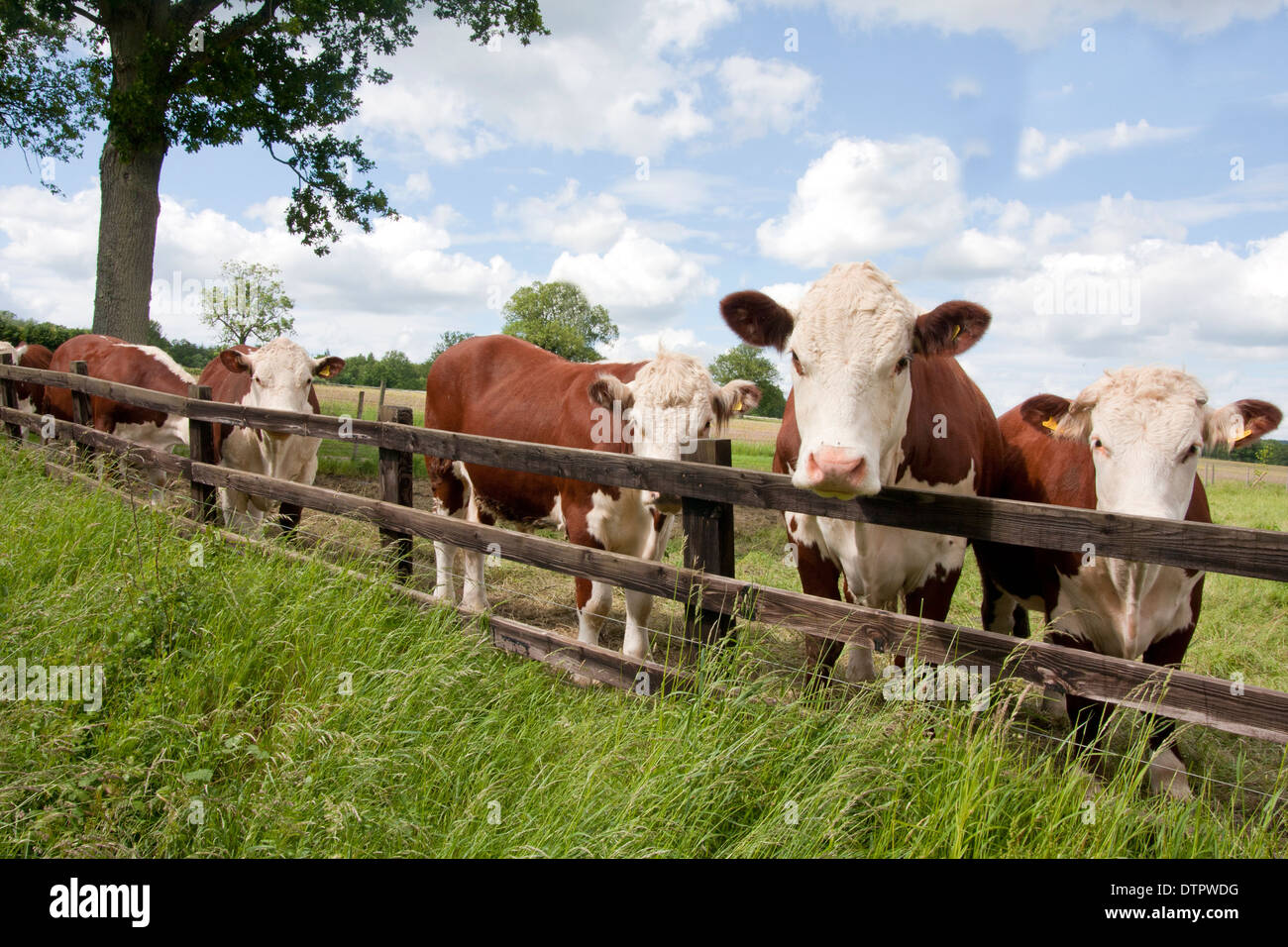 Cows looking over fence hires stock photography and images Alamy
