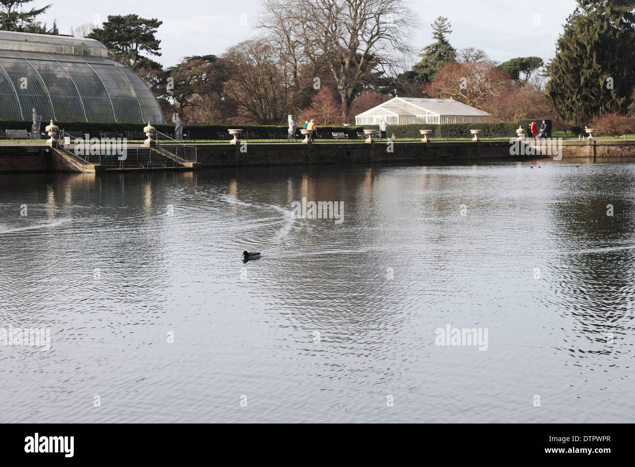 Duck on a lake in Kew Royal Botanical Garden Stock Photo