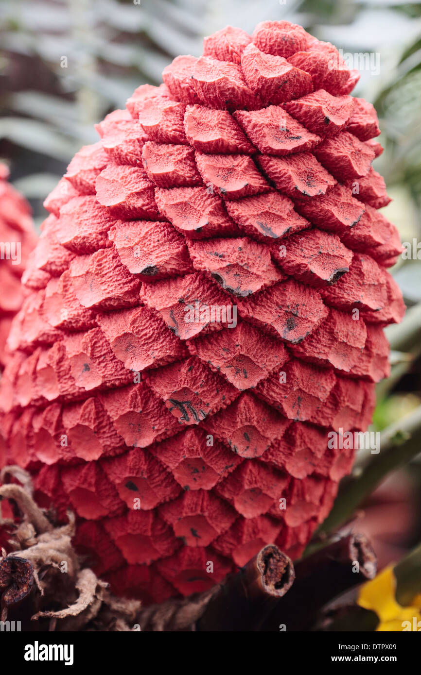 Seeding female cone of encephalartos ferox, an indigenous South African cycad species Stock Photo