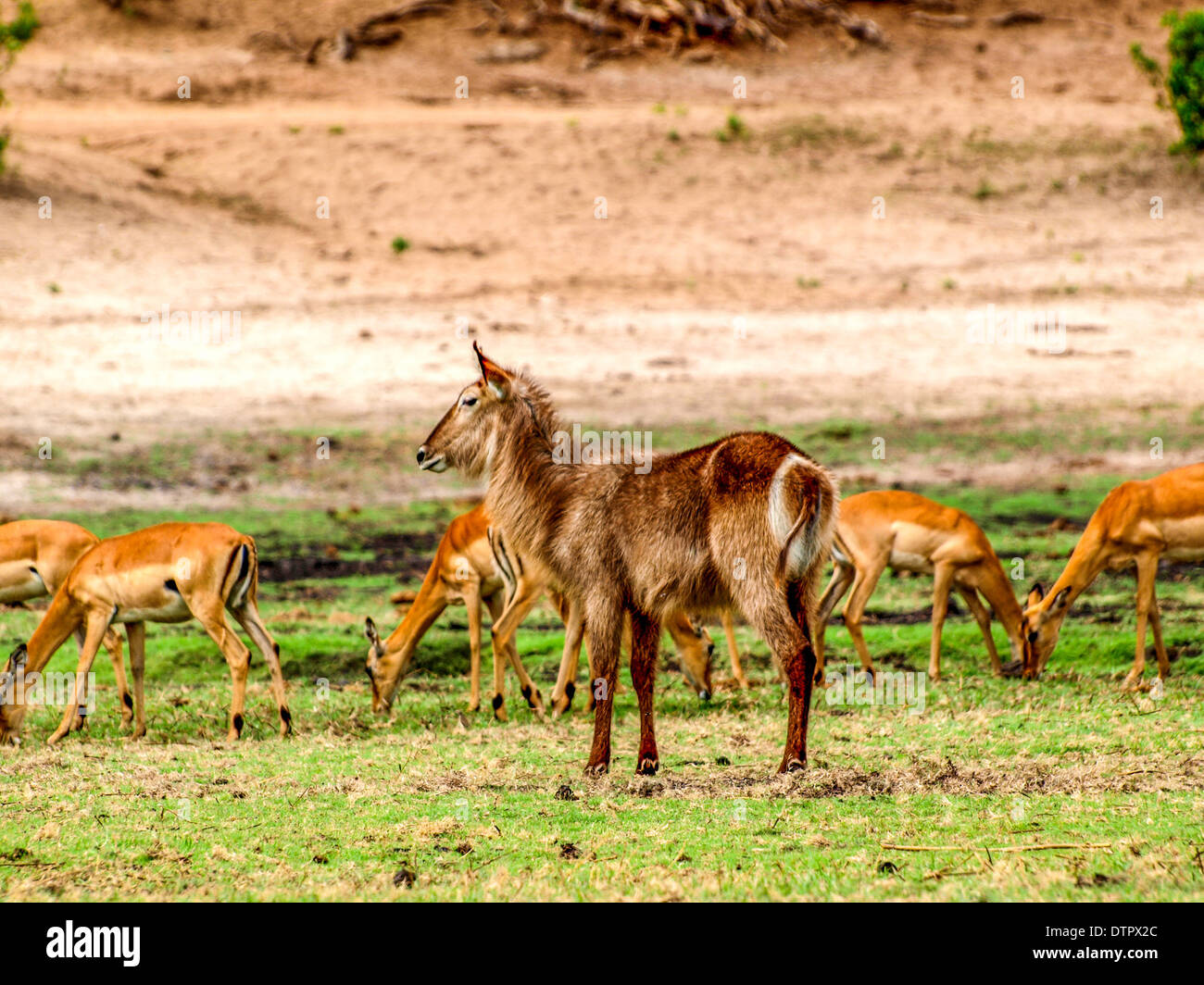 Female common waterbuck and impalas Stock Photo