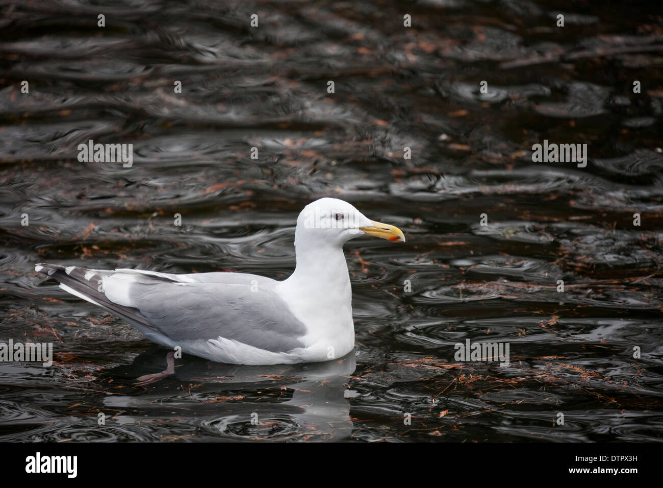 Glaucous winged Gull close up Stock Photo