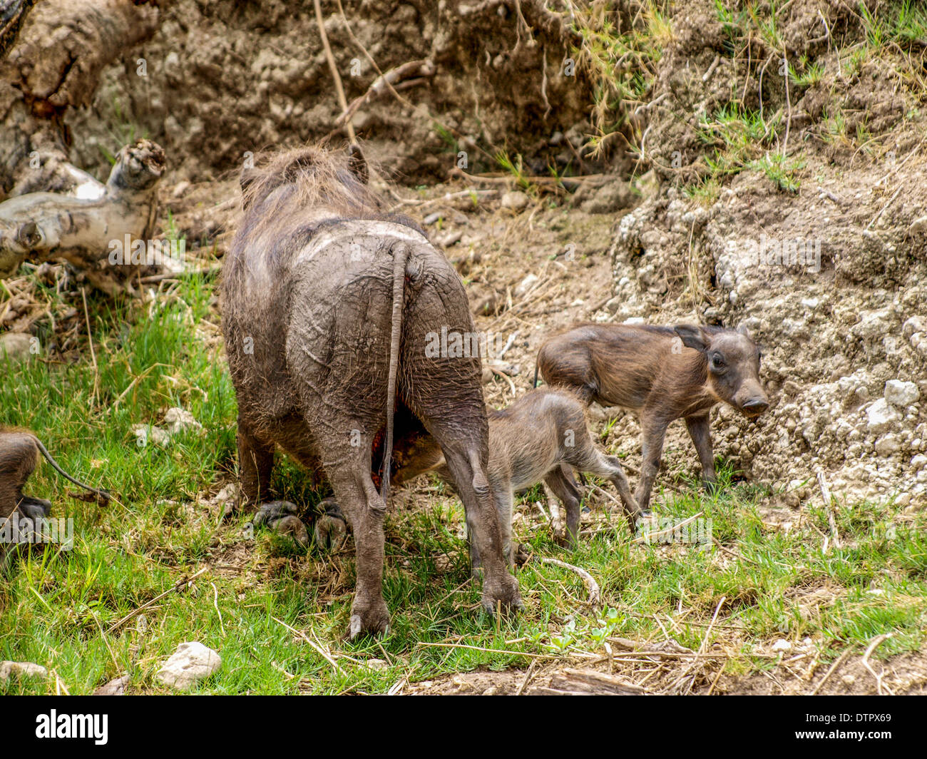 Warthog mother with cubs Stock Photo
