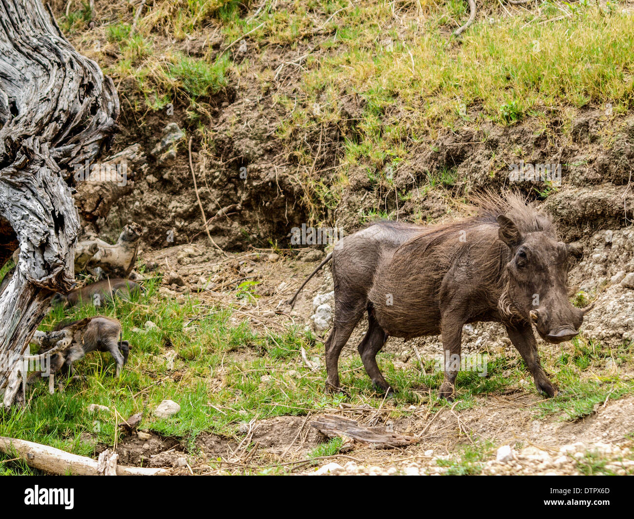 Walking warthog Stock Photo
