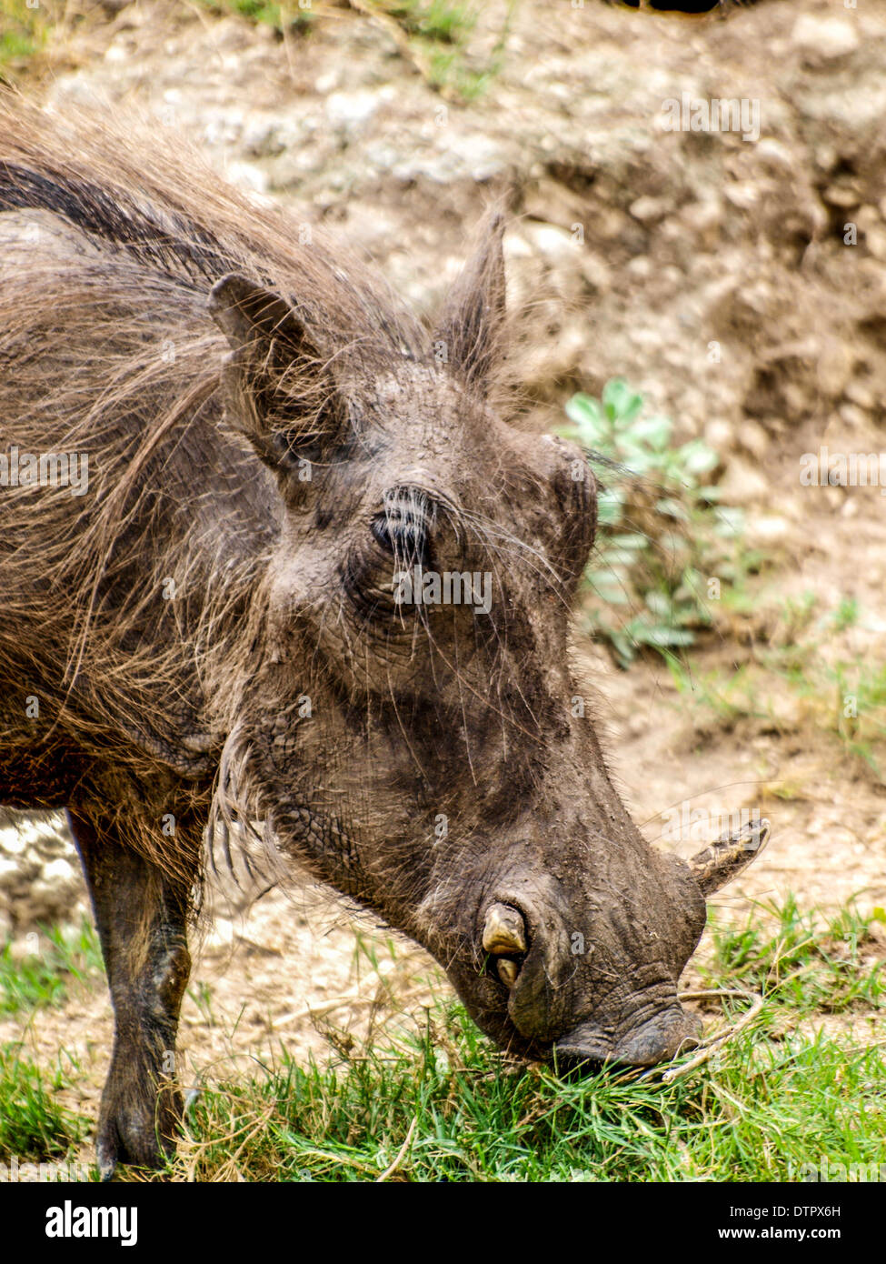 Warthog head closeup Stock Photo