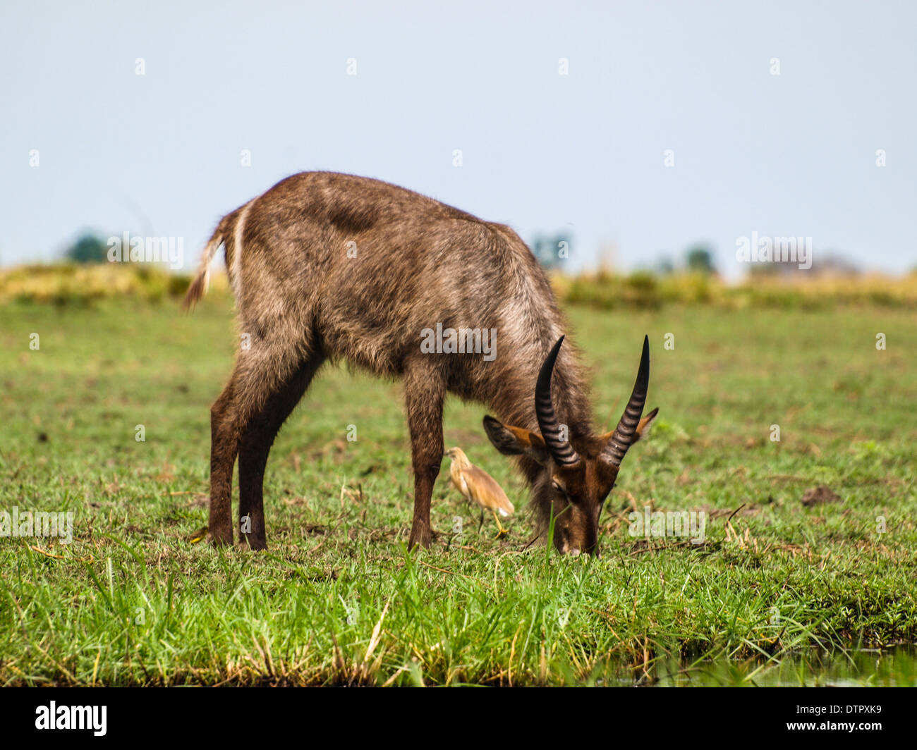 Common waterbuck male eating Stock Photo