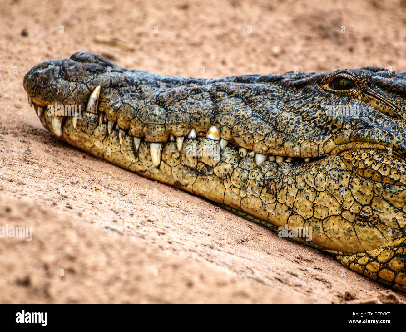 Crocodile head hi-res stock photography and images - Alamy