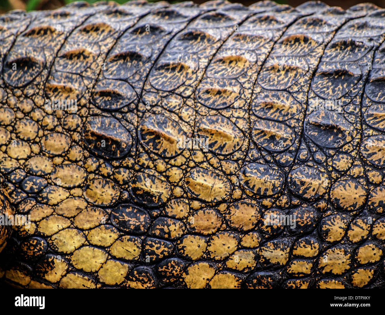 Crocodile skin detail Stock Photo