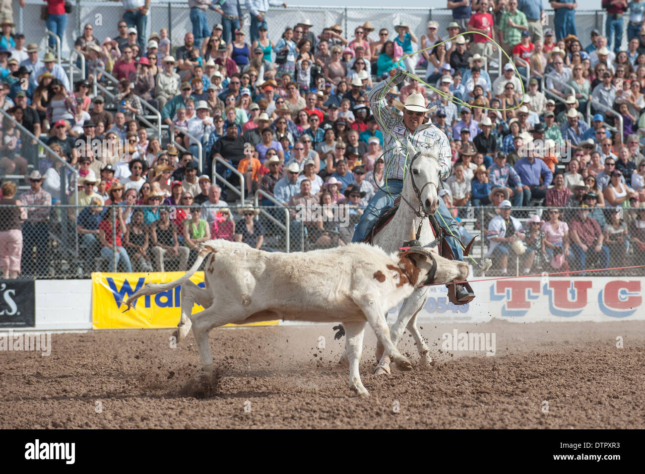 Tucson, Arizona, USA. 22nd Feb, 2014. PRESTON WILLIAMS ropes his steer during the team roping event at the Fiesta de los Vaqueros in Tucson, Ariz. Credit:  Will Seberger/ZUMAPRESS.com/Alamy Live News Stock Photo