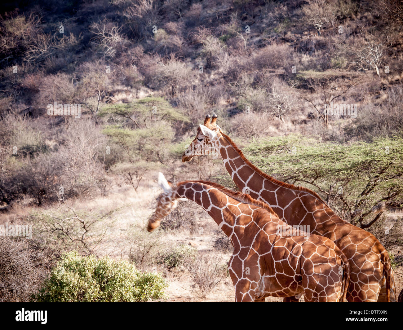 Reticulated giraffe, Giraffa camelopardalis reticulata on safari, Kenya, Africa Stock Photo