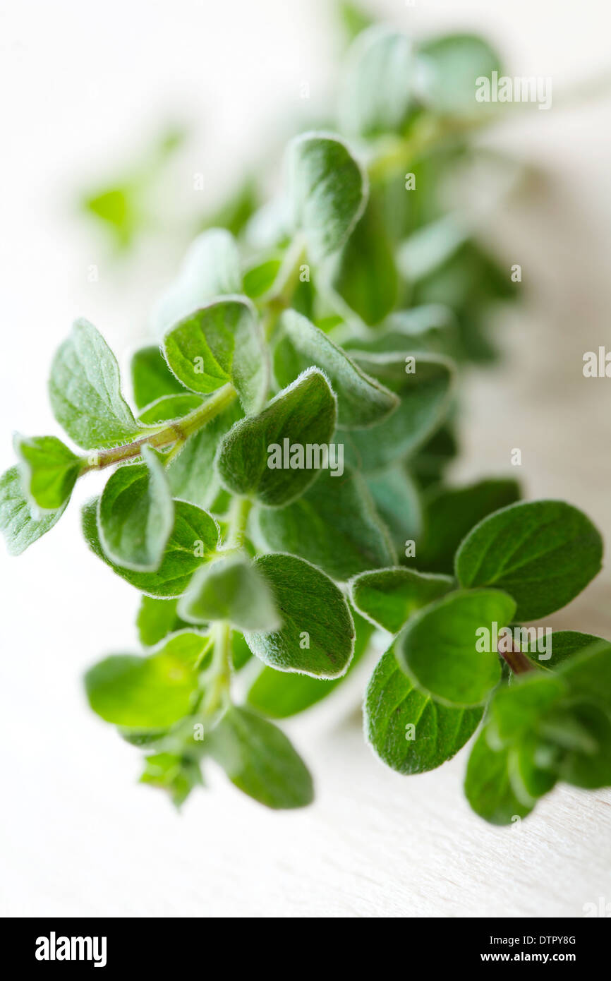 closeup of fresh oregano sprig Stock Photo Alamy