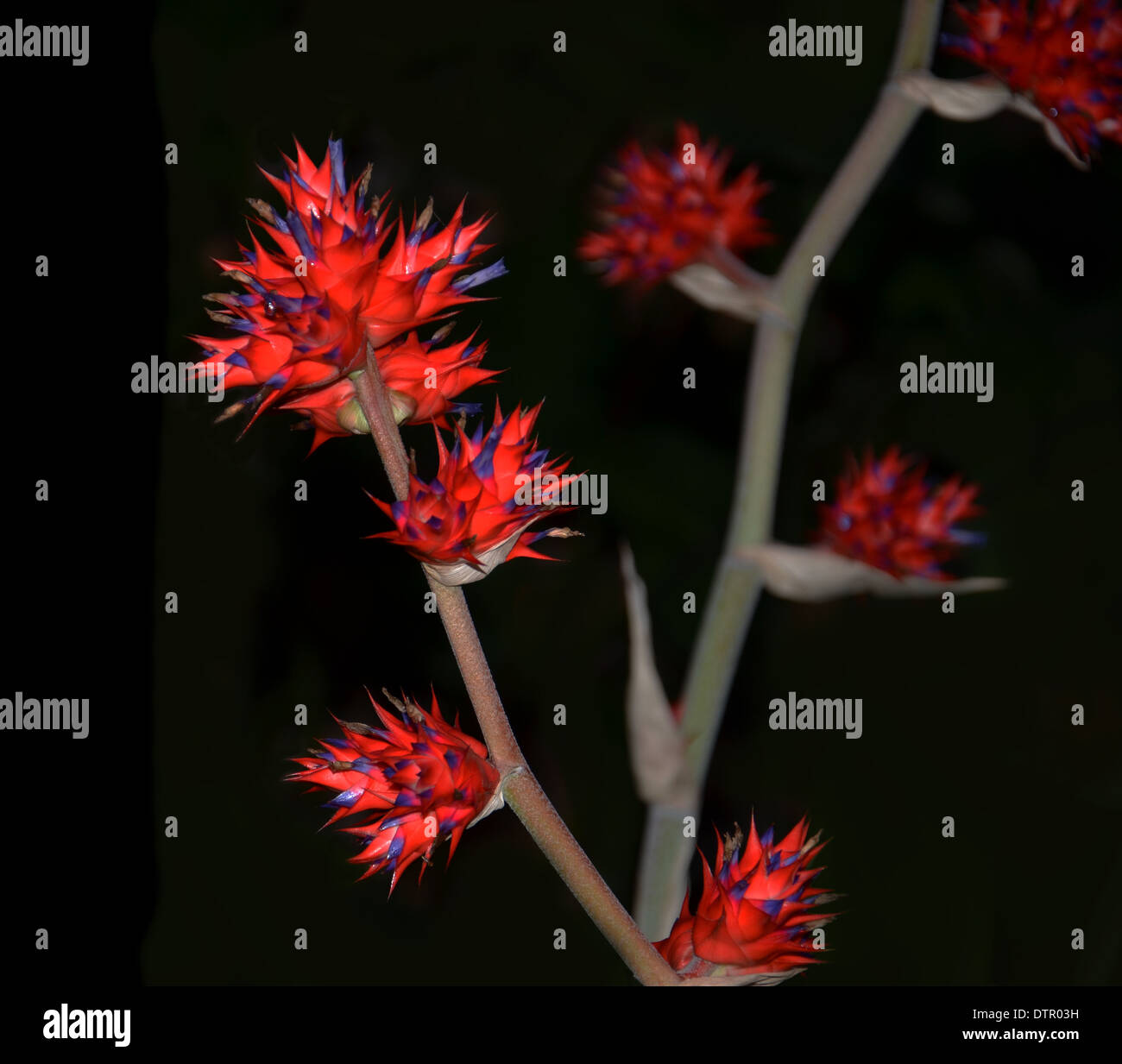 Hohenbergia stellata bromeliad isolated on black Stock Photo