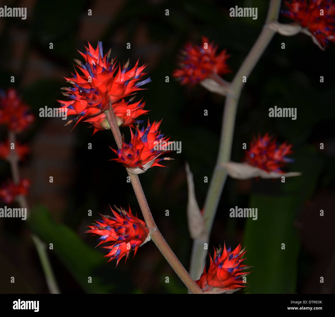 Hohenbergia stellata bromeliad Stock Photo