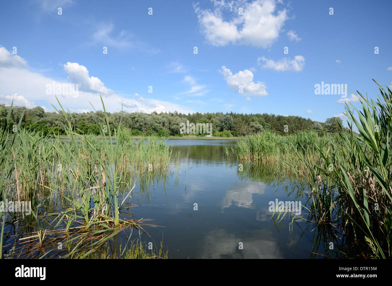 Lake shore under blue cloudy sky Stock Photo - Alamy