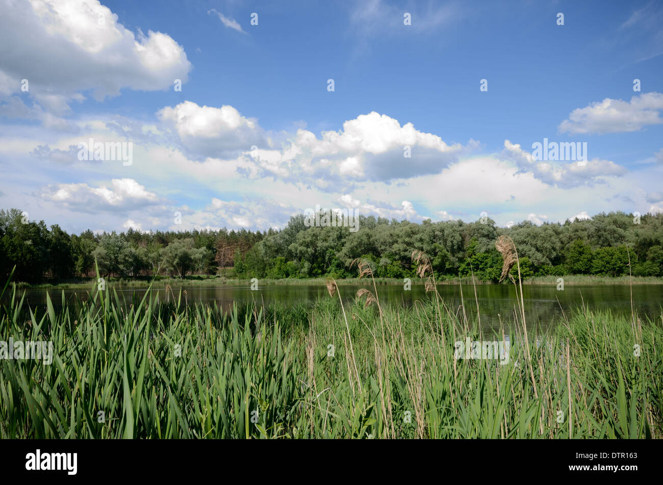 Lake shore under blue cloudy sky Stock Photo - Alamy