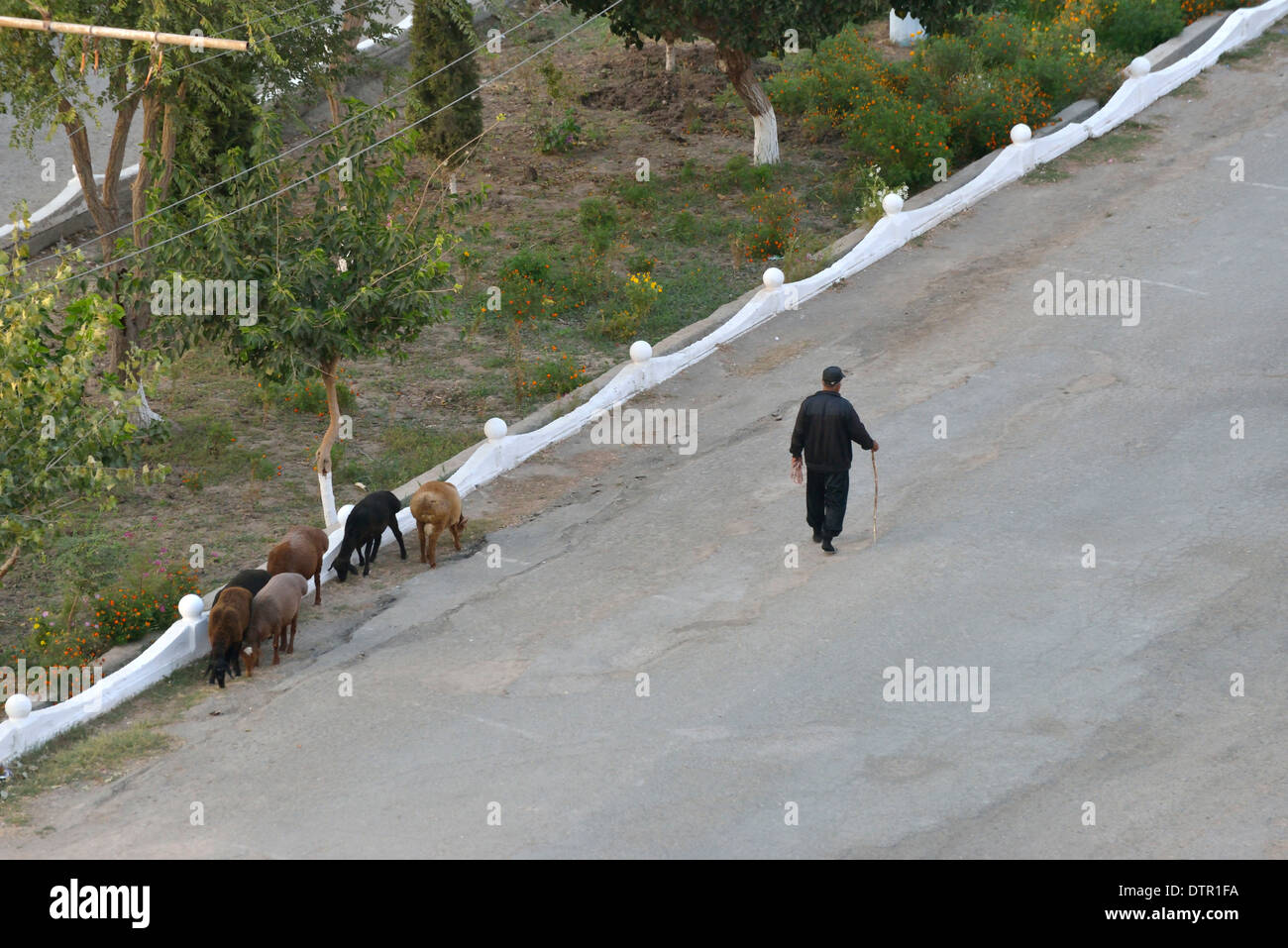 Shepherd and his sheep in the street, Khiva Uzbekistan Stock Photo - Alamy