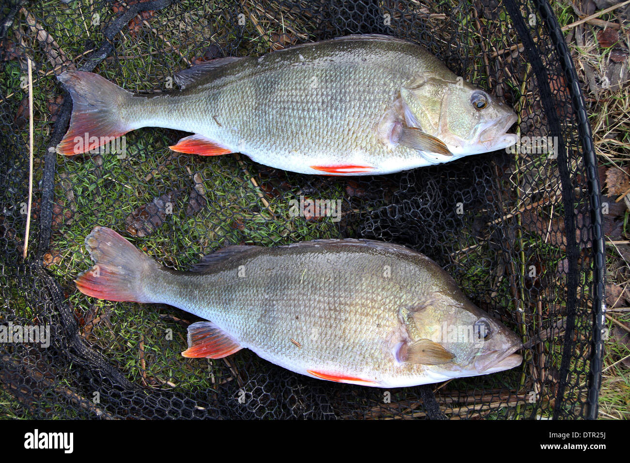 Perch fishing hi-res stock photography and images - Alamy