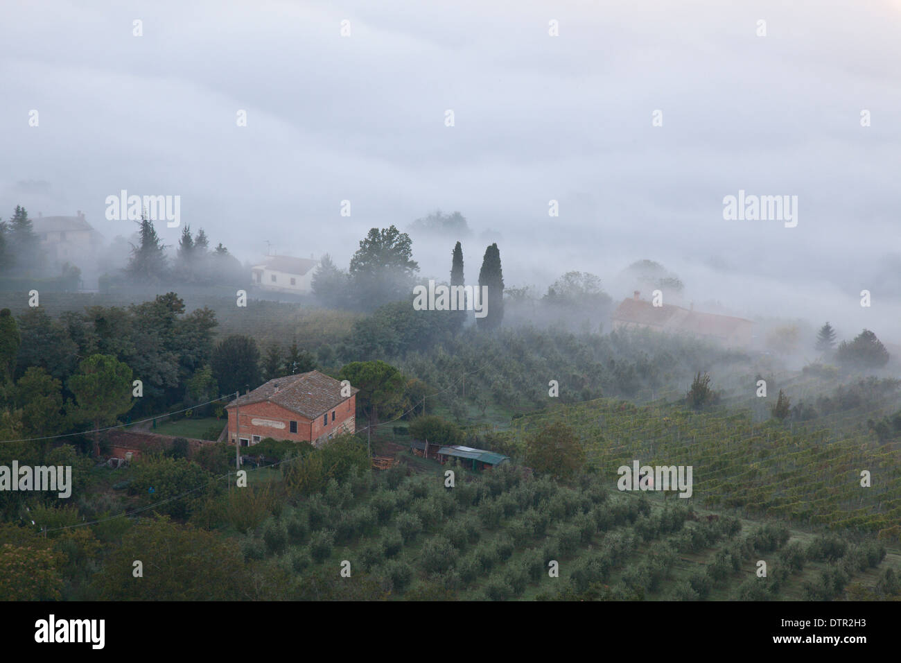 Morning mist on the slopes below Montepulciano, Tuscany, Italy. Mandatory credit Jo Whitworth Stock Photo