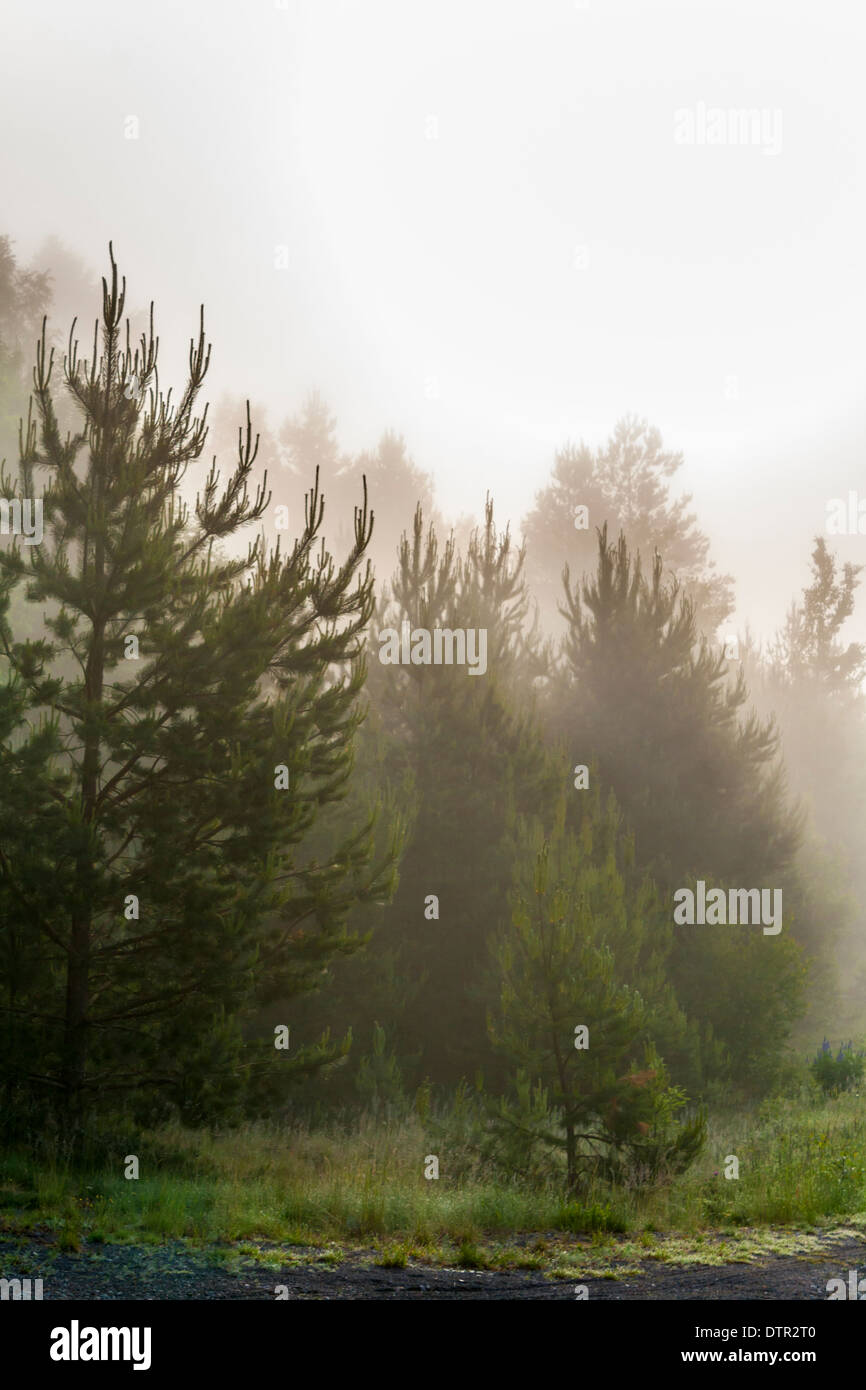 Forest and Grass on a Foggy Morning Stock Photo